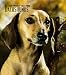 dachshund4 - Dachshunds 2010 Hardcover Engagement Calendar