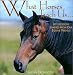 Books : What Horses Teach Us: Life's Lessons Learned from Our Equine Friends