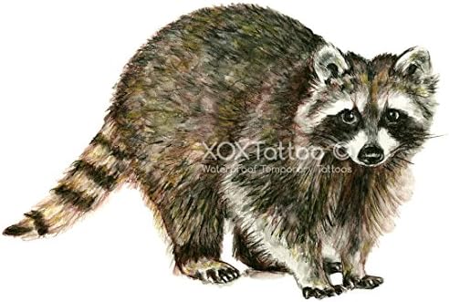 Racoon Set of 4 Temporary Tattoos (Waterproof Lasts 3 to 4 days)