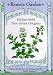 True Greek Oregano Seeds 1000 Seeds