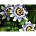 Passion flower 'Passiflora Caerula' climber - 1 plant