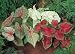 Outdoor Living : 15 - Caladiums - Mixed color