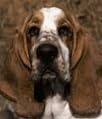 Basset Hounds 2004 Calendar