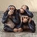 Kitchen & Housewares : See, Hear, Speak No Evil Happy Monkeys