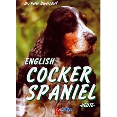 Cocker Spaniel heute
