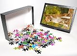 Photo Jigsaw Puzzle of LA-6026 Canaan dog from Ardea Wildlife Pets