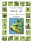 The Nature of Florida's Ocean Life : Including Coral Reefs, Gulf Stream, Sargasso Sea, and Sunken Ships