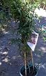 Pink Jasmine One Gallon Potted Plant