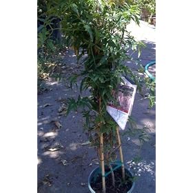 Pink Jasmine One Gallon Potted Plant by Arbors and Trellises