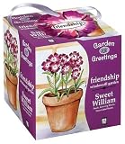 Garden Greetings: Friendship, Sweet William Seeds