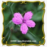 Deptford Pink (Dianthus armeria) Jumbo Wildflower Seed Packet - 2000 Seeds