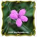Deptford Pink (Dianthus armeria) Jumbo Wildflower Seed Packet - 2000 Seeds