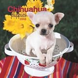 Chihuahua Puppies 2008 Mini Wall Calendar