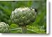 Globe Artichoke Canvas Print / Canvas Art - Artist Louise Heusinkveld