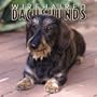 Wirehaired Dachshunds 2005 Wall Calendar