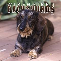 Wirehaired Dachshunds 2005 Wall Calendar