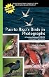 Puerto Rico's Birds in Photographs: A Complete Guide Including the Virgin Islands: With CD-ROM [With CDROM]