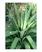 Spiky Yucca in the Texas Summertime