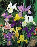  : 60 - Dutch Iris - Mixed color
