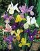 Outdoor Living : 60 - Dutch Iris - Mixed color