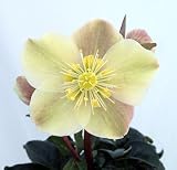 Amazon / Hirts: Helleborus: Cinnamon Snow Christmas Rose - Helleborus - Shade - 4 Pot -Valentines Day Gift