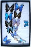 Framed Blue Morpho Butterflies Collection Mounted in Black Display