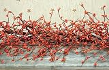 Garland Primitive Country Rustic Decor Pumpkin Pip Berry & Twigs