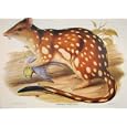 GOULD¿S MAMMALS AUSTRALIA 1863 SPOTTED TAILED DASYURUS