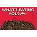 What's Eating You?: Parasites -- The Inside Story