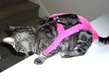 Joybies Hot Pink Piddle Pants(TM) for Medium Cat (Measuring 15-17 From Collar to Base of Tail)