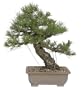 Brussel's Black Pine Specimen Tree
