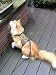 Mynwood Cat Jacket/Harness Cheetah Adult Cat