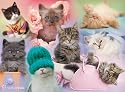 Rachael Hale Cats 1000 Piece Jigsaw