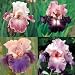 IRIS 4 VARIETY PACK BULBS/CORMS