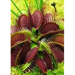 Tropica - Venus - Fliegenfalle Clumping Cultivator (Dionaea muscipula ) - 10 Samen inklusive Kultursubstrat