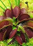Tropica - Venus - Fliegenfalle Clumping Cultivator (Dionaea muscipula ) - 10 Samen inklusive Kultursubstrat