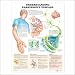 Understanding Parkinson's Disease Anatomical Chart
