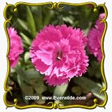 1 Lb Chinese Pink (Dianthus chinensis) Bulk Wildflower Seeds