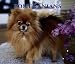 pomeranian34  - For The Love Of Deluxe Pomeranians 2005 Calendar