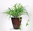 Artificial Spider Plant in Zinc