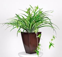 Artificial Spider Plant in Zinc