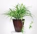 Artificial Spider Plant in Zinc