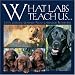 What Labs Teach Us: Life's Lessons Learned from Labrador Retrievers