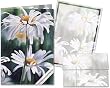 Shasta Parade - Stationery Gift Set (20 sheets and 12 envelopes)