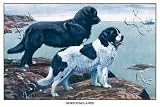 Art Poster, Two Newfoundlands - 27.5 x 18.75