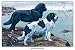 Art Poster, Two Newfoundlands - 27.5 x 18.75