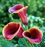 Hybrid Calla Lily Purple Haze 1 Bulb