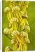 Canvas Prints of Man Orchid - in flower. Rare in UK from Ardea Wildlife Pets