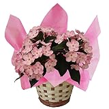 つぼみ付き におい桜　【ルクリア　ココ】 5号鉢　アッサムニオイザクラ　花鉢植え　花 フラワーオブザイヤーの登坂園芸