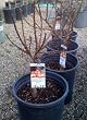 Southern Belle Dwarf Nectarine Tree, Five Gallon Container